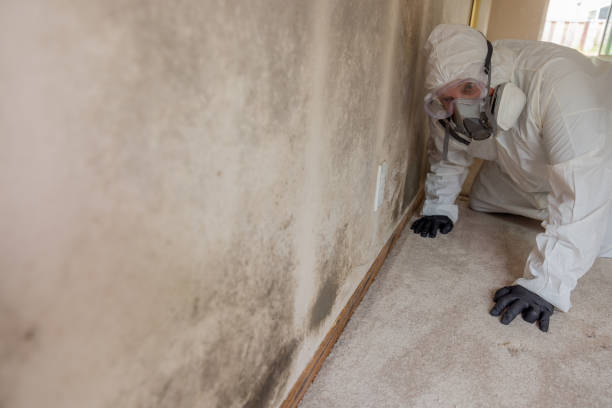 Environmental Consulting for Mold Prevention in Landover Hills, MD